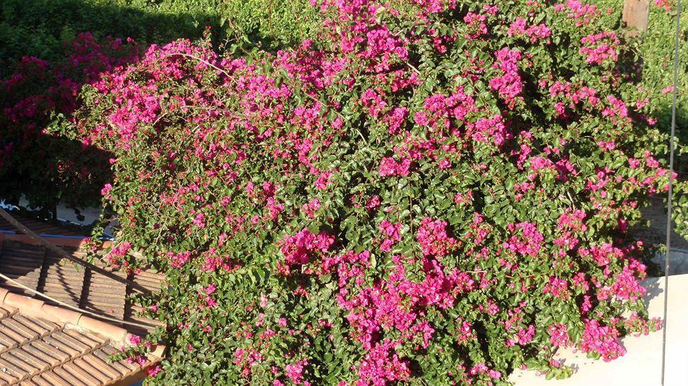 Amaril Daire Platanes  Dış mekan fotoğraf